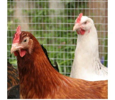 Poultry Semen Analysis guide with SFT Veterinary standards, CASA system, Sperm Motility, Sperm Morphology, and Built-in heating stage for rooster fertility